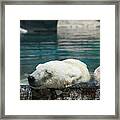 Polar Bear Bliss Framed Print