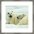 Polar Bear Mother And Cub Framed Print