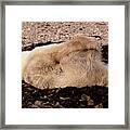 Polar Bear Warmup Framed Print