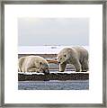 Polar Bear Zzzzzzz's Framed Print