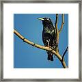 Polaroid Transfer Starling Framed Print