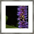 Pollen Collector 3 Framed Print