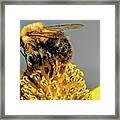 Pollen Place Framed Print