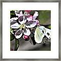 Pollinating The Apple Blossoms Framed Print