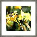 Pollination 2 Framed Print