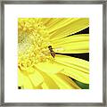 Pollinator And Daisy Framed Print