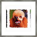 Poodle Trio Framed Print