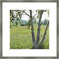Poplar Tree In Meadow Framed Print