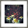 Poppies And Daisies Framed Print