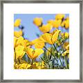 Poppies And Sky Framed Print