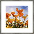 Poppies Are A Poppin' Framed Print