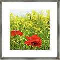 Poppies In Rape Framed Print