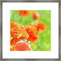 Poppies In The Sun Framed Print
