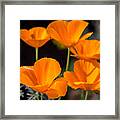 Poppies, Poppies... Framed Print