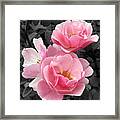 Popping Pink Roses Framed Print