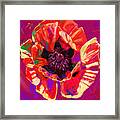 Poppy 1 Red Framed Print