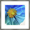 Poppy Blues Iv Framed Print