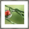 Poppy Bud Framed Print