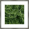 Poppy Leaves Framed Print