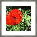 Poppy Love Framed Print