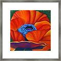 Poppy Pleasure Framed Print Poppy Pleasure Framed Print