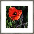 Poppy Story Framed Print