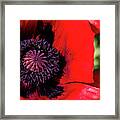 Poppy Framed Print