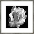 Porcelain Rose Flower Black And White Framed Print