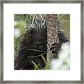 Porcupine Check-out Framed Print