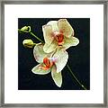 Portrait Of An Orchid Framed Print