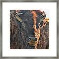 Portrait Of A Buffalo Framed Print