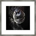 Portrait Of A Chimpanzee Framed Print