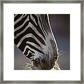 Portrait Of A Grevy Zebra Framed Print