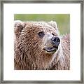 Portrait Of A Grizzly Framed Print