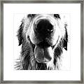 Portrait Of A Happy Dog Framed Print