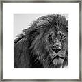 Portrait Of A Lion Framed Print