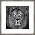 Portrait Of A Male Lion Black And White Version Framed Print