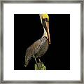 Portrait Of A Pelican Ii Framed Print