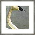 Portrait Of A Pond Swan Framed Print