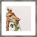 Portrait Of A Rothschild Giraffe Iii Framed Print