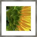 Profile Of A Sunflower Framed Print