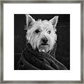 Portrait Of A Westie Dog Framed Print