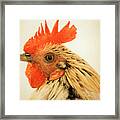 Portrait Of A Wild Rooster Framed Print