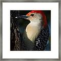 Portrait Of A Woodpecker Framed Print