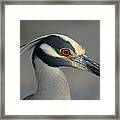 Portrait Of A Yellow Crowned Heron Framed Print