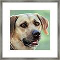 Portrait Of A Yellow Labrador Retriever Framed Print