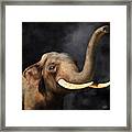 Portrait Of An Elephant Framed Print