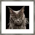 Portrait Of Angry Maine Coon On Black Framed Print