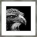 Portrait Of Common Buzzard In Black And White Framed Print