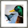 Portrait Of Duck 2 Framed Print